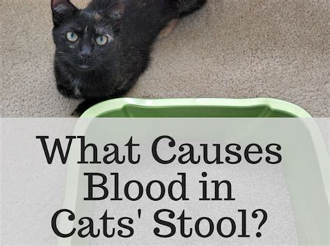 Cat Bloody Stool Cbd
